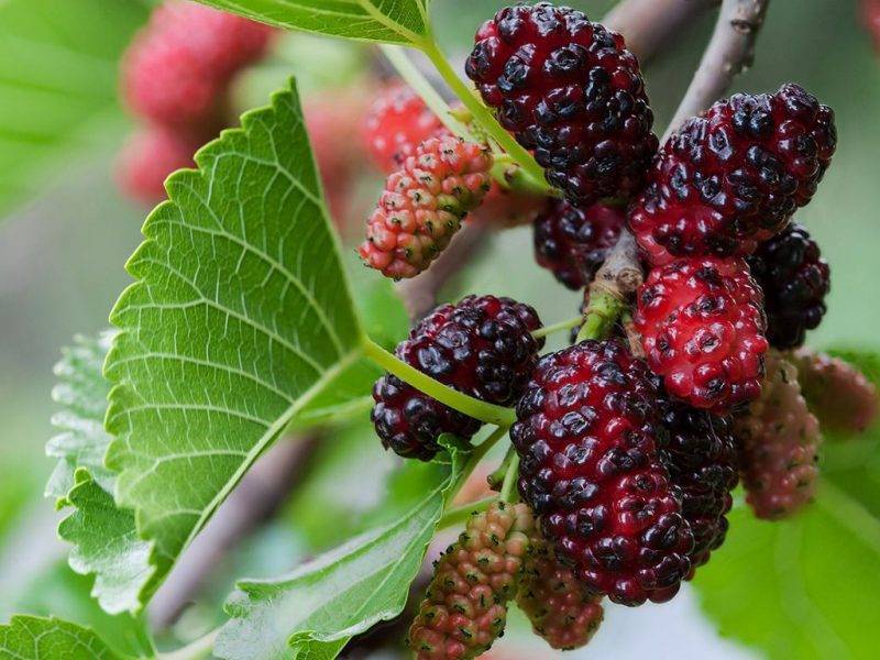 Шелковица купить саженцы из питомнике в Орске
