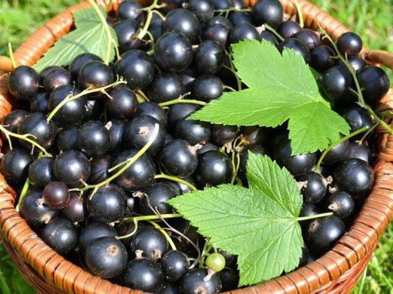 Смородина купить саженцы из питомника в Орске