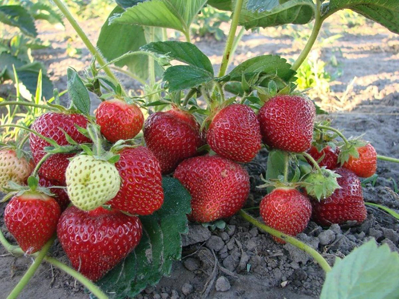 Клубника купить саженцы из питомника в Орске
