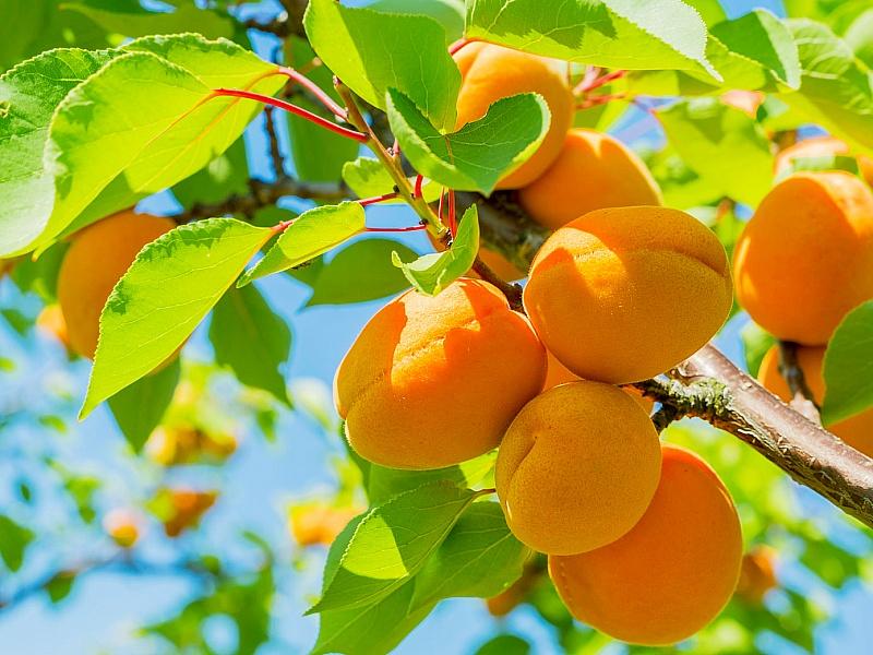 Абрикос купить саженцы из питомнике в Орске