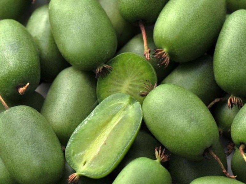 Актинидия купить саженцы из питомнике в Орске
