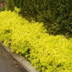 Спирея "ГОЛДЕН ПРИНЦЕСС" (стакан Р9)