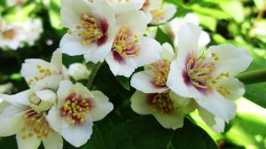 Жасмин «Биколор»