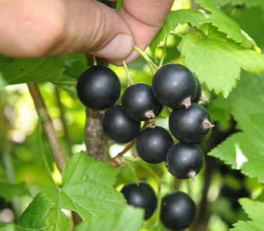 Смородина"ДАЧНИЦА"