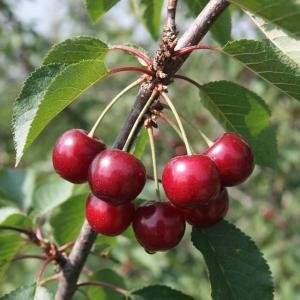 Вишня "ДЫМКА" среднего срока созревания