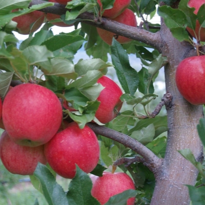 Яблоня "ВИСТА БЕЛЛА"